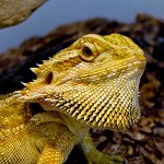 Γενειοφόρος αγάμα στο terrarium σου Γενειοφόρος αγάμα στο terrarium σου