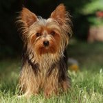 Τι να τροφοδοτήσει το Yorkshire terrier;
