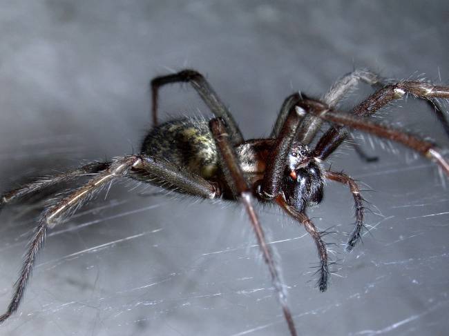 Αρχική αράχνη: φροντίδα για το κατοικίδιο ζώο