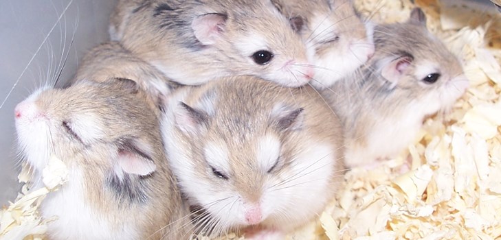 φωτογραφίες hamsters jungar