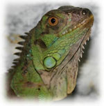 Iguana στο σπίτι Iguana στο σπίτι