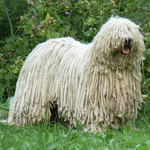 Komondor: Ούγγρος Shepherd Dog Komondor: Ούγγρος Shepherd Dog
