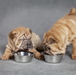 Τροφή για Shar Pei