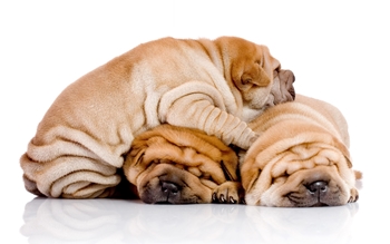 Τροφή για Shar Pei
