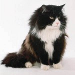 Καθαρισμός γάτας: τι να κάνετε; Καθαρισμός γάτας: τι να κάνετε;