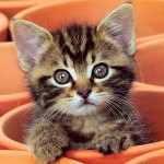 Kitten φτερνίζει: τι να κάνετε;