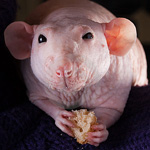 Sphynx αρουραίους