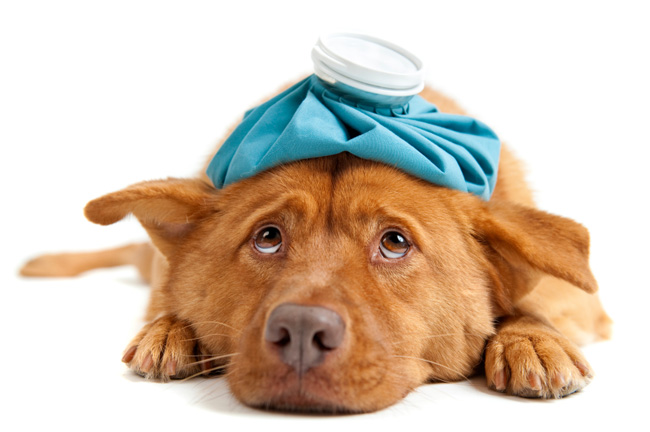 Θεραπεία σκύλων. Πρώτες Βοήθειες