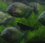 Piranhas στο ενυδρείο σου Piranhas στο ενυδρείο σου