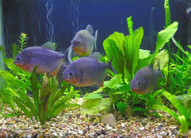 Piranhas στο ενυδρείο σου