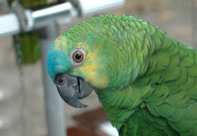 Amazon παπαγάλοι: περιεχόμενο, φροντίδα, τη σίτιση