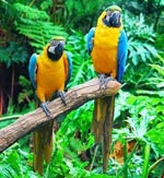 Παπαγάλοι του macaw