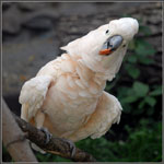 Παπαγάλοι του Cockatoo