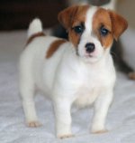 Φυλάξτε τον Jack Russell Terrier