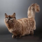 Φυλή γατών: munchkin