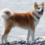 Φυλή σκυλιών: Akita Inu