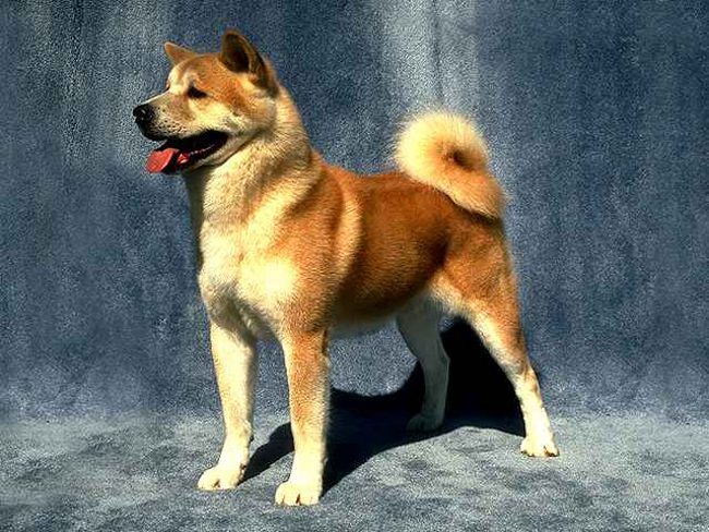 Φυλή σκυλιών: Akita Inu
