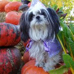 Φυλή σκυλιών Shih Tzu