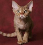 Φυλές γάτων: Devon Rex