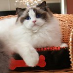 Φυλές γατών: ragdoll Φυλές γατών: ragdoll