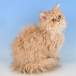 Φυλές γάτας: Selkirk rex