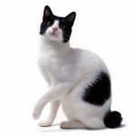 Ράτσες γάτας: Ιαπωνικά Bobtail