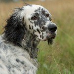 Ράτσες σκυλιών: Αγγλικά Setter