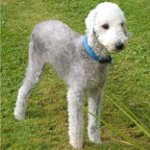 Φυλές σκύλων: bedlington terrier Φυλές σκύλων: bedlington terrier