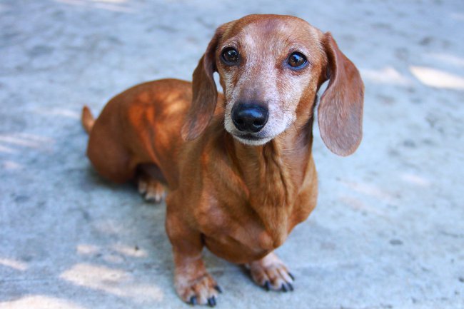 Ρόδι σκύλου: ομαλή μαλλιά dachshund