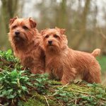 Φυλές σκύλων: Norfolk Terrier Φυλές σκύλων: Norfolk Terrier