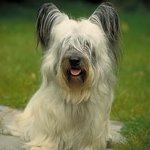 Φυλές σκυλιών: Skye Terrier Φυλές σκυλιών: Skye Terrier