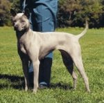 Φυλές σκύλων: Ταϊλάνδη Ridgeback