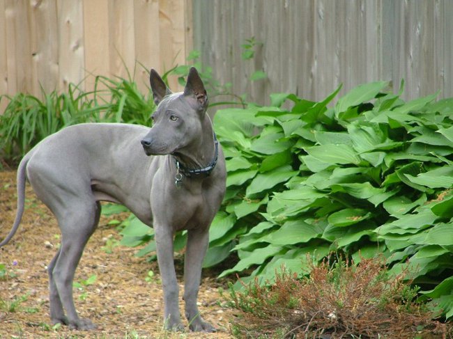 Φυλές σκύλων: Ταϊλάνδη Ridgeback