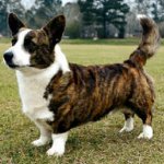 Ρόες σκυλιών: ζακέτα welsh corgi