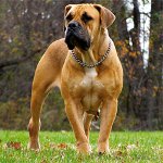 Ρόδι σκυλιών: Νότιας Αφρικής Boerboel Ρόδι σκυλιών: Νότιας Αφρικής Boerboel