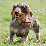 Φυλές σκύλων: χονδροειδές dachshund Φυλές σκύλων: χονδροειδές dachshund