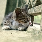 Η γάτα έχασε: τι να κάνει;
