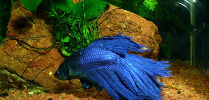 Cockfish: φροντίδα, περιεχόμενο, διατροφή