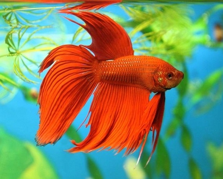 Cockfish: φροντίδα, περιεχόμενο, διατροφή