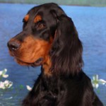 Σκωτσέζικος Setter (Gordon Setter)