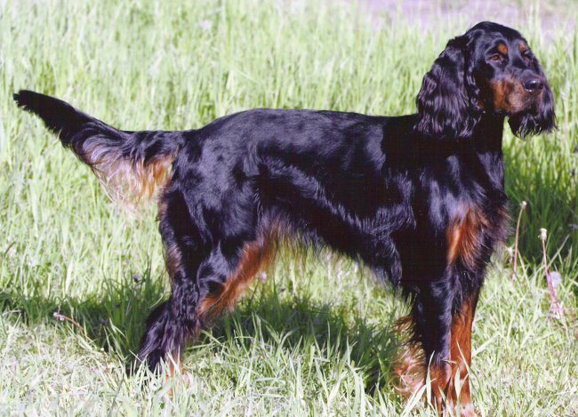 Σκωτσέζικος Setter (Gordon Setter)