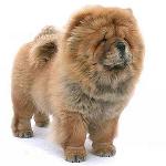 Chow Chow Dog: Χαρακτηριστικά και φροντίδα