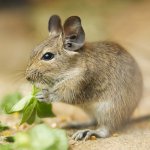 Περιεχόμενα του degus Περιεχόμενα του degus
