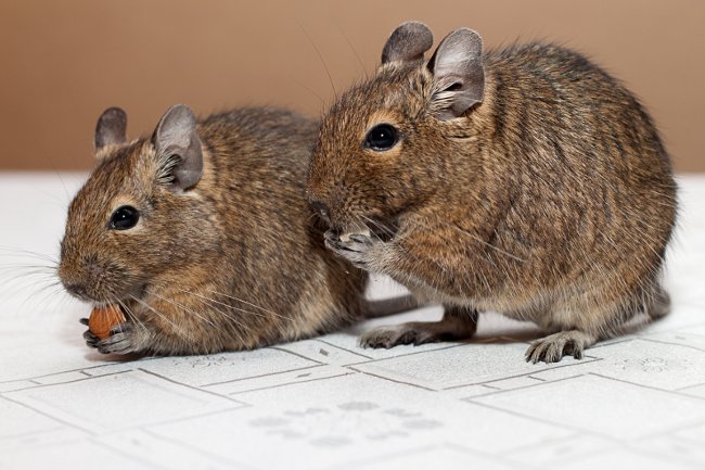 Περιεχόμενα του degus