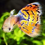 Viviparous ψάρια στο ενυδρείο Viviparous ψάρια στο ενυδρείο
