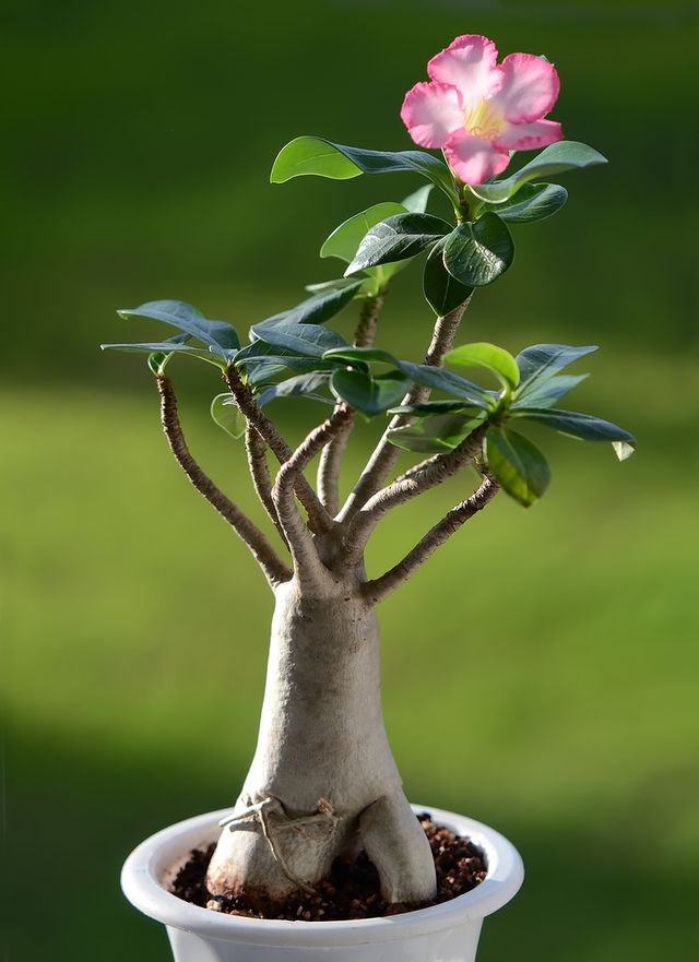 Adenium - φροντίδα στο σπίτι (φωτογραφία, βίντεο). Πώς να φροντίσετε σωστά για ένα λουλούδι αδενίου