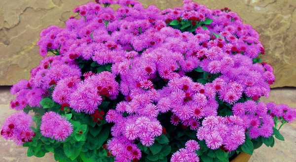 Ageratum: φύτευση και φροντίδα. Δημοφιλείς ποικιλίες