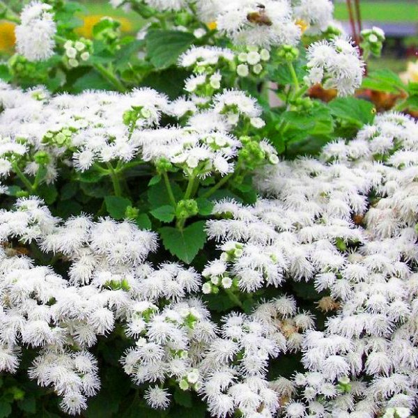 Ageratum: φύτευση και φροντίδα. Δημοφιλείς ποικιλίες