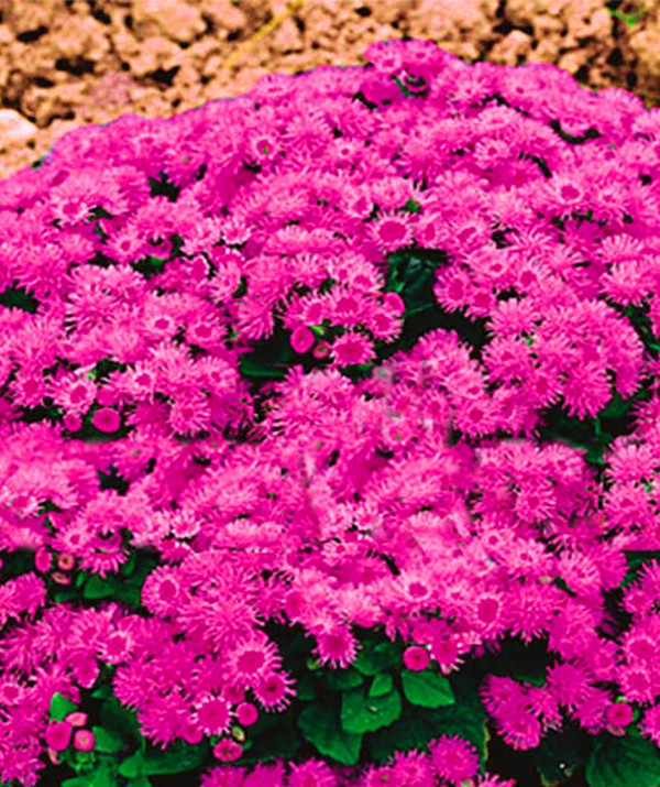 Ageratum: φύτευση και φροντίδα. Δημοφιλείς ποικιλίες