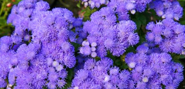 Ageratum: φύτευση και φροντίδα. Δημοφιλείς ποικιλίες